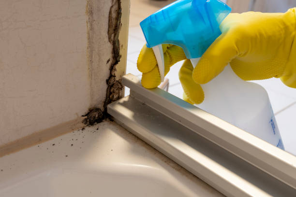 Best Biohazard Mold Removal  in Port Hueneme, CA